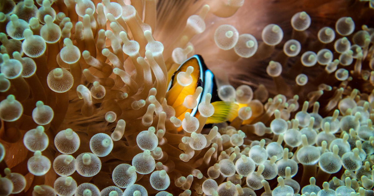 Anemonefish in his kingdom